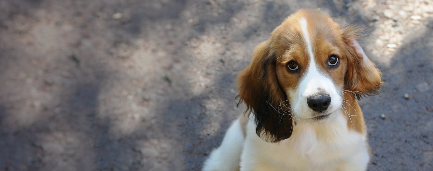 Basset hound and store cocker spaniel mix